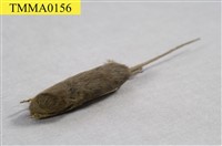 藏品(家鼷鼠)的圖片